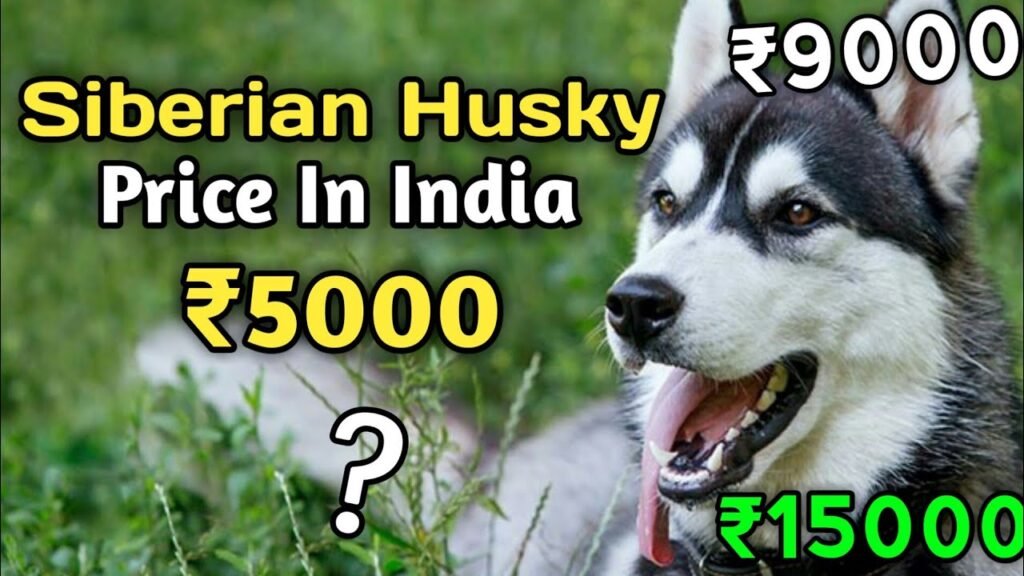 husky price in india
