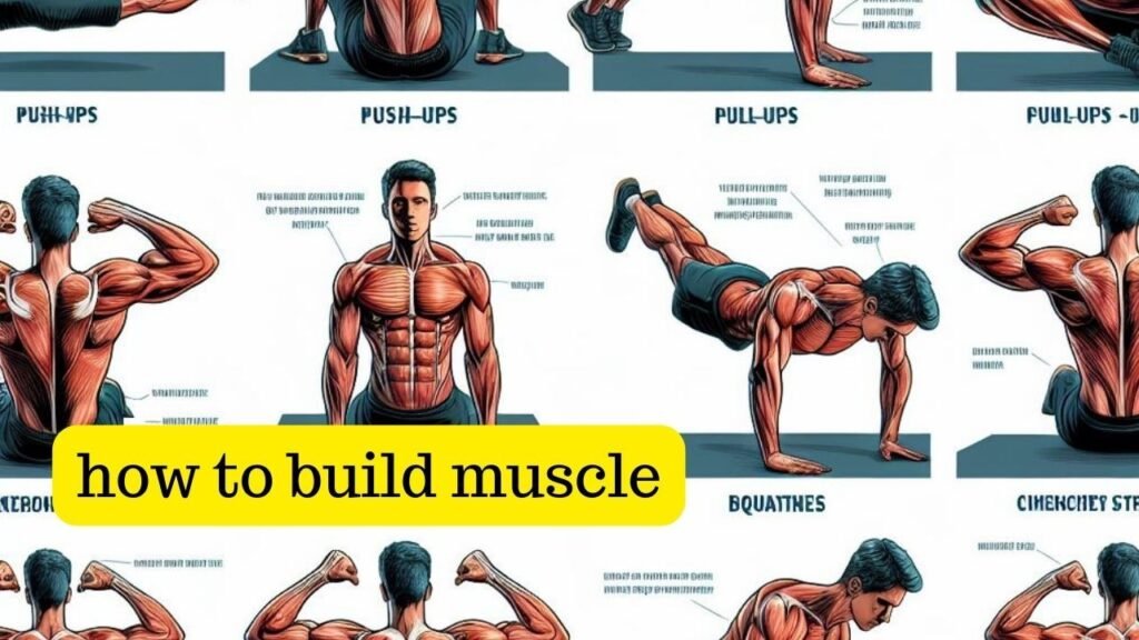Fundamentals of WellHealth How to Build Muscle Tag